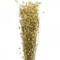 Flachs Natur Gräser für Trockenfloristik 100g
