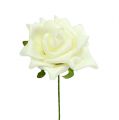 Foam-Rose Ø7,5cm Creme 18St | Floristik24.ch