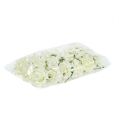 Foam-Rose Ø7,5cm Creme 18St | Floristik24.ch