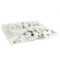 Foam Rose Ø 3,5cm weiß 48St | Floristik24.ch