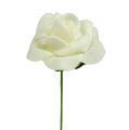 Floristik24 Foam Rose Ø3,5cm Creme 48St