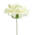 Floristik24 Foam Rosen Creme Ø15cm 4St