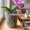 Pflanztopf für Orchideen Transparent Ø15cm 10 Stück Kunststoff | Floristik24.ch