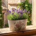 Blumenschale oval Kunststoff Lavendel-Design 21,5×12,5×11cm | Floristik24.ch