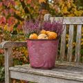 Pflanzgefäss aus Metall, Eimer mit Ahornblattprägung, Ø18cm H17cm, weinrot-braun, Herbstdeko | Floristik24.ch