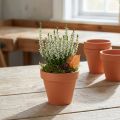 Blumentopf aus Ton Ø8cm Höhe 7cm Terrakotta 10 Stück | Floristik24.ch