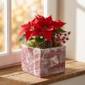 Pflanzkasten Holz Schublade Shabby Chic Rot-Weiss 12cm | Floristik24.ch