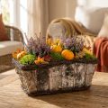 Pflanzkasten Rechteckig Birke und Reben 28×14×11,5cm mit Pflanzfolie | Floristik24.ch