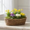 Pflanzschale Oval 40x19x11,5cm aus Rebe mit Folie für Innenbereich | Floristik24.ch