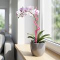 Orchideenstab Kunststoff Rosa 64 cm Pflanzenstütze | Floristik24.ch
