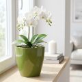 Orchideentopf Kunststoff glänzend Ø12,5 cm Olivgrün | Floristik24.ch