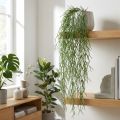 Deko-Ranke künstlicher Korallenkaktus Rhipsalis Grün 120 cm | Floristik24.ch