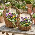 Korbset aus Rebenzweigen mit Griff, bepflanzbar, oval, L18/22cm, braun | Floristik24.ch