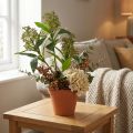 Künstliche Skimmia japonica Grün 45cm 2 Stück | Floristik24.ch