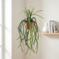 Rhipsalis künstlich Hängeampel 87cm Grün Terrakotta mit Jutekordel | Floristik24.ch