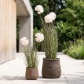 Künstliche Kugelblume Allium im Topf 54cm Weiss | Floristik24.ch
