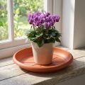 Untersetzer Kunststoff Ø18cm Terrakotta für Pflanzentöpfe | Floristik24.ch