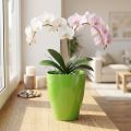 Orchideentopf Kunststoff glänzend Limette Ø12,5cm Höhe 17cm | Floristik24.ch