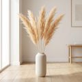 Asparagus Trockengras Zierspargel Apricot Bund 90cm 5 Stück – Dekoration und Trockenblumen | Floristik24.ch