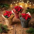 Mini-Übertopf aus Papier mit Stern-Motiv Ø4,5cm H6cm Rot/Anthrazit/Natur, 9 Stück | Floristik24.ch