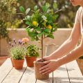 Künstlicher Zitronenbaum 58cm im Topf aus Kunststoff und Metall für Innenbereich | Floristik24.ch