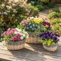 Weiden-Pflanzschalen-Set 3-teilig, 29/33/38 cm, Natur/Grau, Shabby Chic | Floristik24.ch