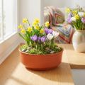 Zierschale aus Kunststoff Ø16 cm, terrakotta, 10 Stück | Floristik24.ch