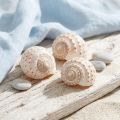 Schneckenhäuser Tonna Tessalata Natur 7 Stück 10–14 cm | Floristik24.ch