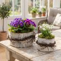 Übertöpfe aus Birkenholz, rund, weiss gewaschen, Ø 11/16 cm, mit Zweigdekor, 2er-Set | Floristik24.ch