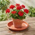 Untersetzer „Linda" Ø33cm Terrakotta | Floristik24.ch