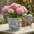 Blumentopf Metall Shabby Chic Herzmotiv Ø22cm H17.5cm Grau-Weiss | Floristik24.ch