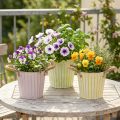 Eimer aus Metall mit Jutekordeln, Übertopf Ø16,5cm H15cm, Rosa/Grün/Gelb im Shabby Chic, 3er-Set | Floristik24.ch