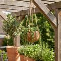 Kokosschale zum Hängen Ø8cm mit Jutekordel, Natürliche Hängepflanzschale, Gesamtlänge ca. 55-80cm | Floristik24.ch