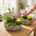 Pflanzschale 2er-Set Weide Weiss Ø25/30cm für Zimmerpflanzen | Floristik24.ch
