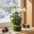 Christrose mit Tanne und Moosballen künstlich Beschneit Weiss 33cm | Floristik24.ch
