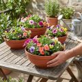 Runde Pflanzschale Plastik Terrakotta Ø 13–19 cm, 10er-Set | Floristik24.ch