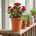 Rosentopf Kunststoff 19cm Terrakotta 1 St | Floristik24.ch
