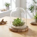 Glasglocke mit Holzteller 13cm Transparent Natur für Dekoration | Floristik24.ch