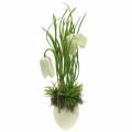Floristik24 Fritilaria in der Eischale zum Hängen künstlich Grün, Weiß 25cm