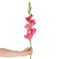 Künstliche Gladiole aus Kunstseide und Kunststoff 88 cm Pink für Innenbereich | Floristik24.ch