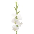 Floristik24 Künstliche Gladiole aus Textil und Kunststoff Weiss 88cm