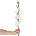Künstliche Gladiole aus Textil und Kunststoff Weiss 88cm | Floristik24.ch