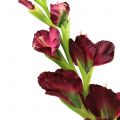 Floristik24 Gladiole Real-Touch Bordeaux 93cm