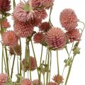 Kugelamarant, Gomphrena Globosa, Sommerblume, Trockenblume Pink L49cm 50g