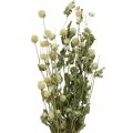 Floristik24 Trockenblume, Kugelamarant, Gomphrena Globosa Weiß L49cm 45g