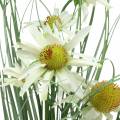 Floristik24 Gras mit Echinacea künstlich im Topf Weiß 56cm