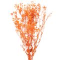 Floristik24 Schleierkraut Trockenblumenstrauss Gypsophila Orange 75cm 100g
