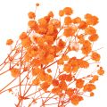 Schleierkraut Trockenblumenstrauss Gypsophila Orange 75cm 100g | Floristik24.ch