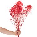 Trockenblumen Gypsophila Bund Rot 75 cm 100 g | Floristik24.ch