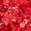 Trockenblumen Gypsophila Bund Rot 75 cm 100 g | Floristik24.ch